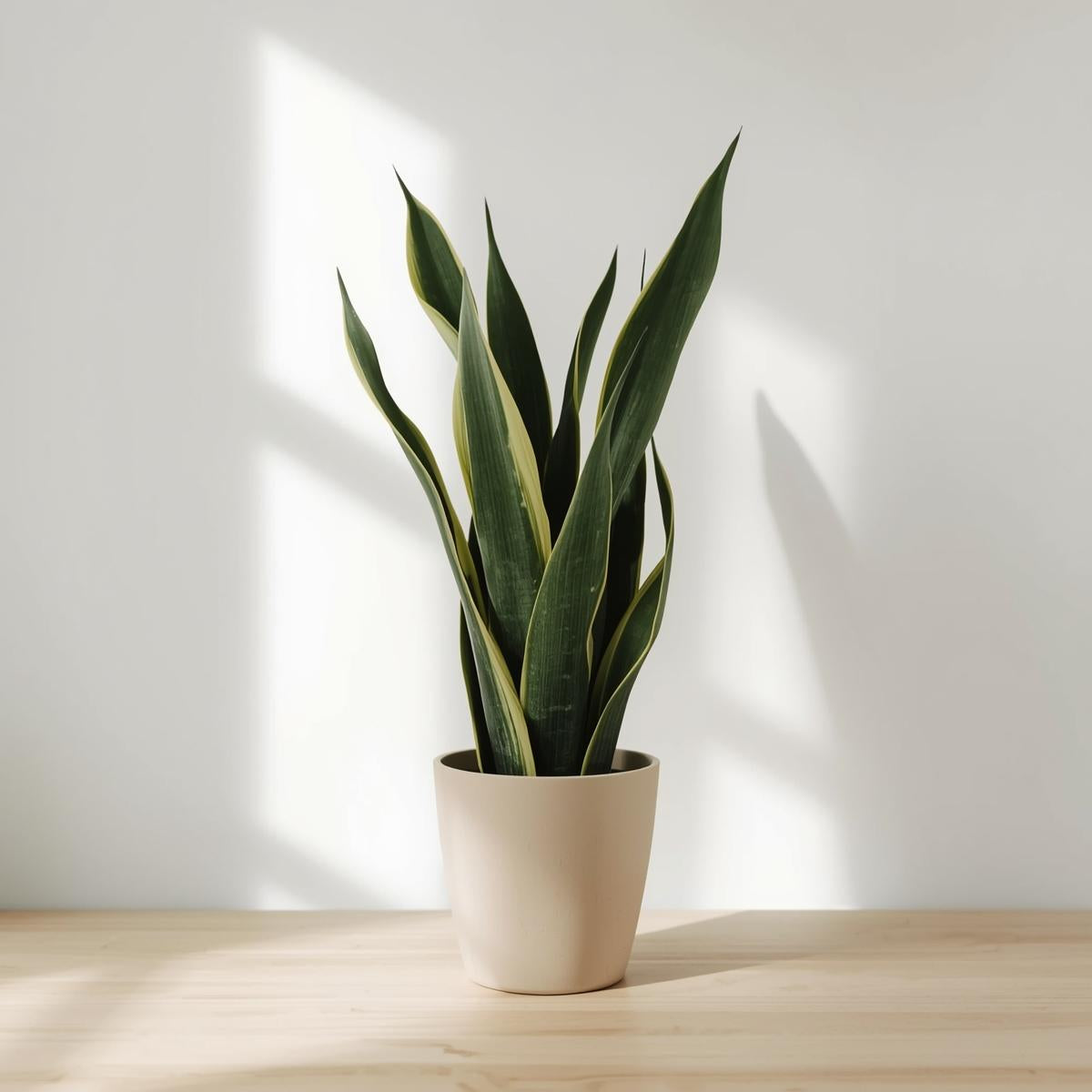 Snake Plant (Sansevieria trifasciata)
